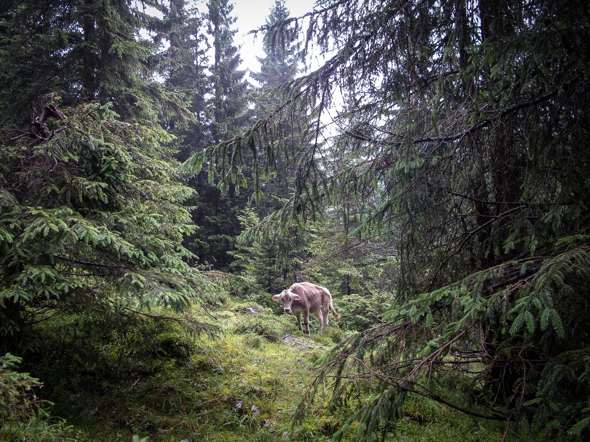 Hiking in the Alps