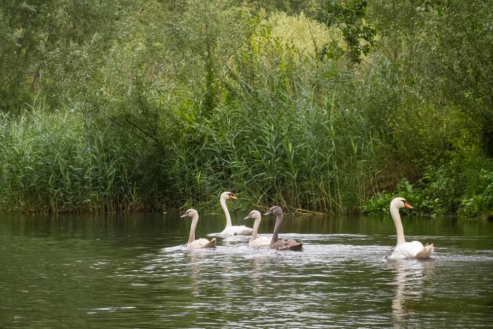 Canoeing on the Dommel