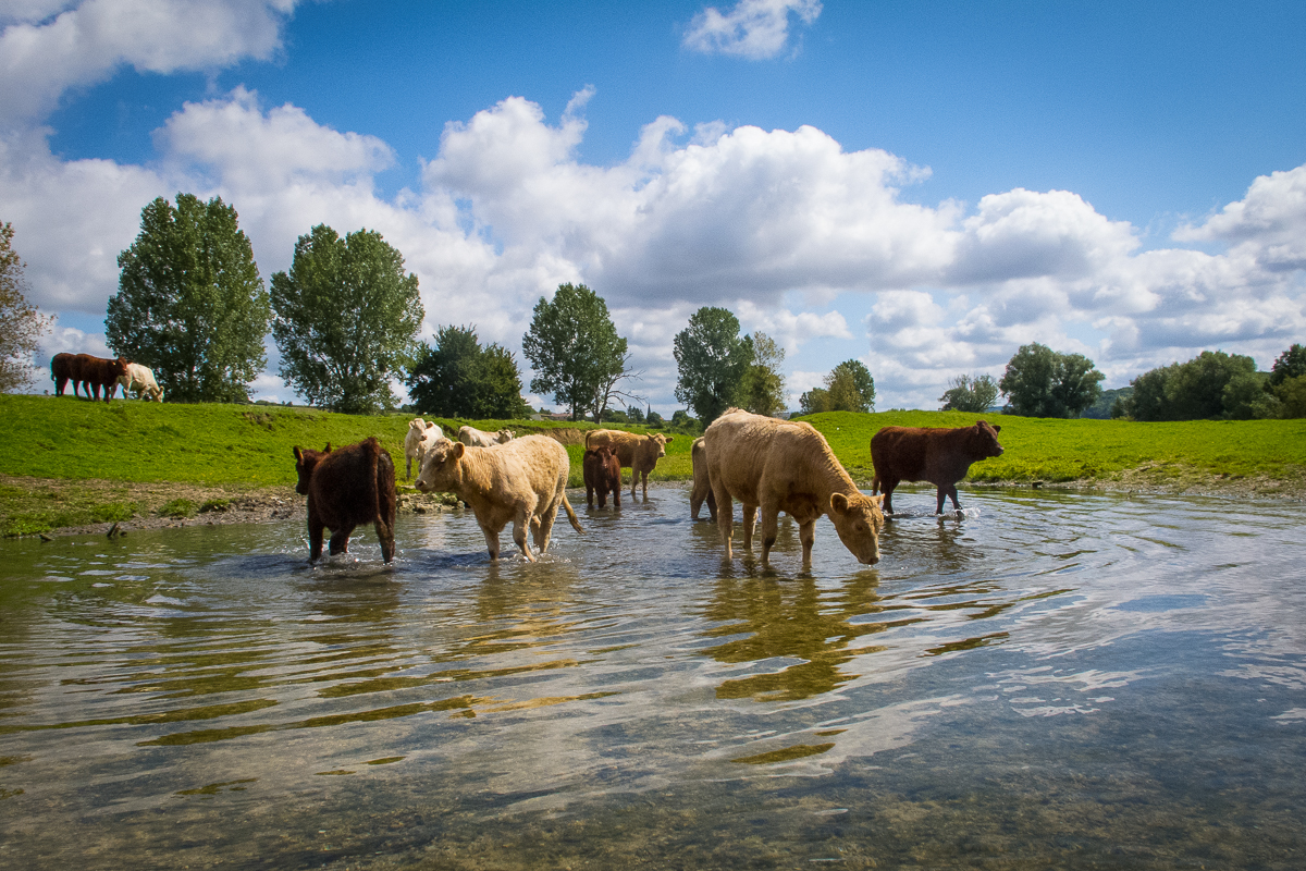 Freeranger Canoe Kanovaren op de Maas