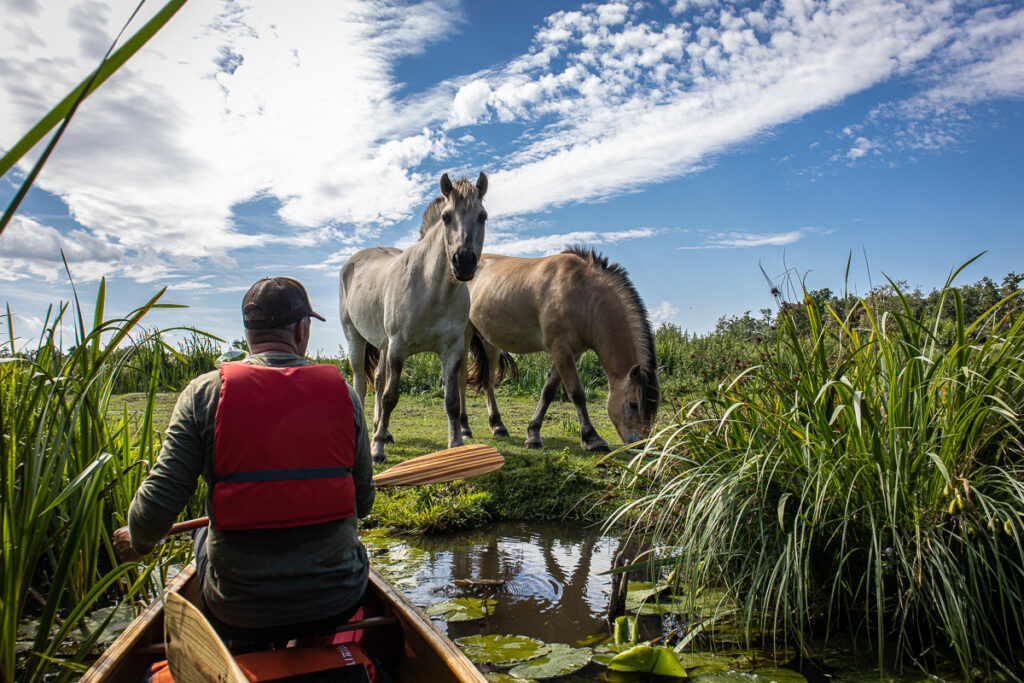 Kanovaren in de Weerribben-Wieden Kanovaren in de Weerribben-Wieden