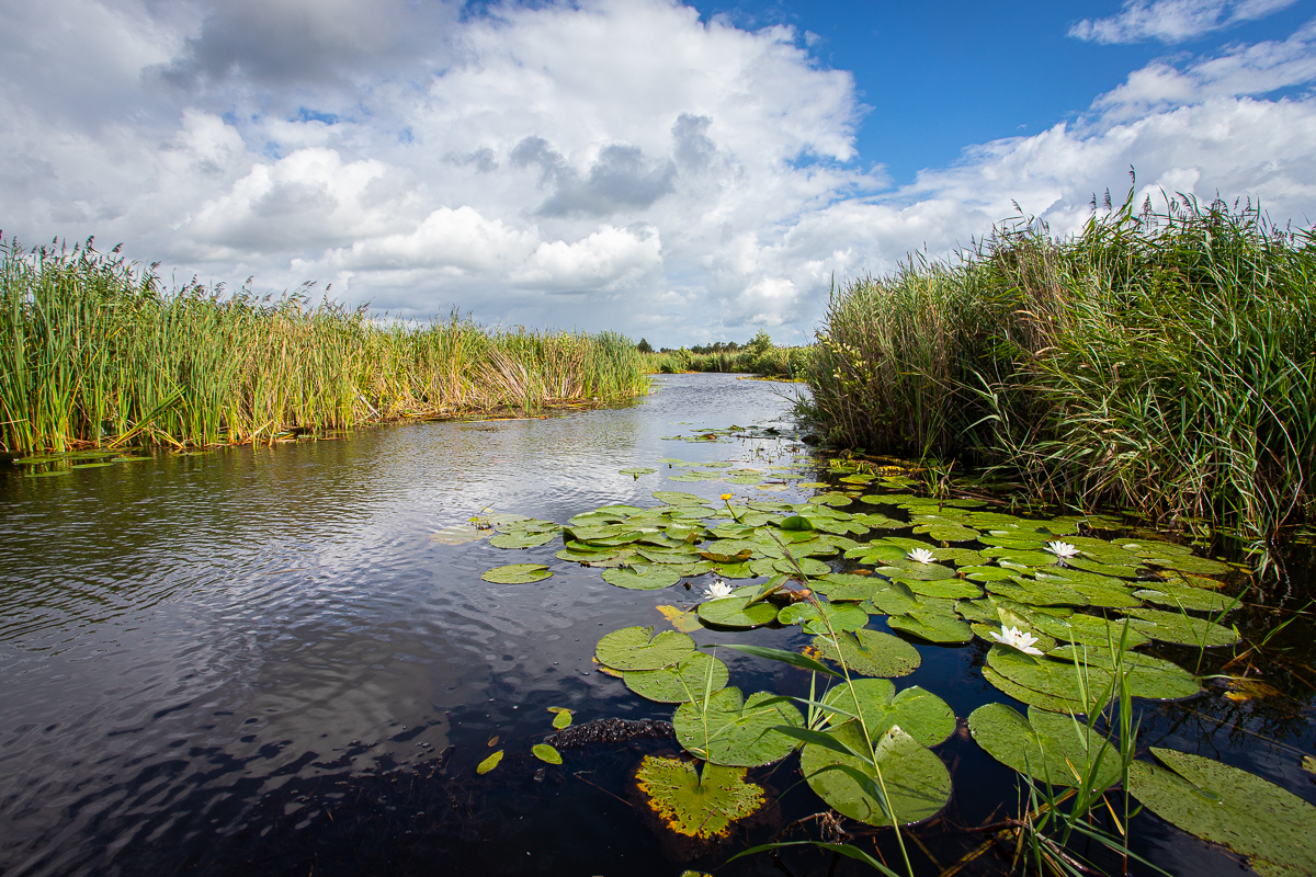 canoeing in the Weerribben-Wieden