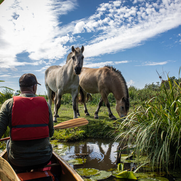 Canoe camping in the weerribben-wieden