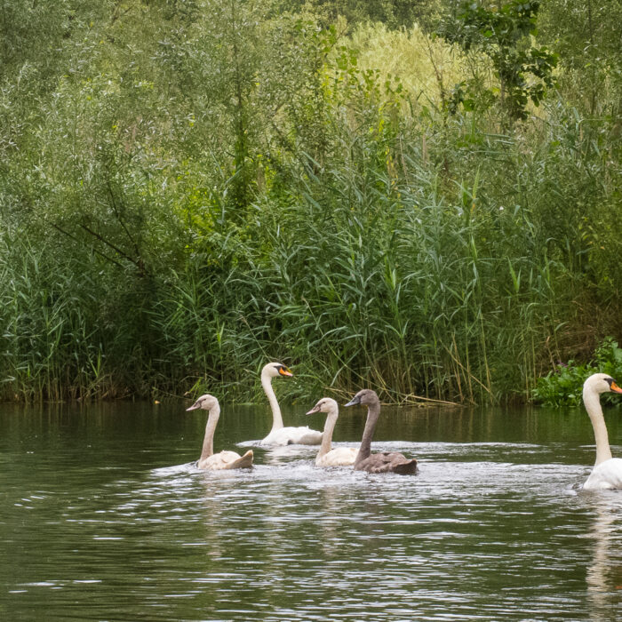 kanovaren op de Dommel