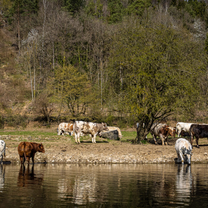 Kanovaren op de Ourthe